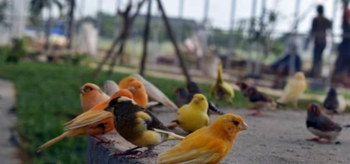 Agen Gacor Bagus: Tempat Terbaik untuk Memilih Burung Berkualitas