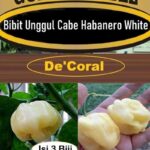 Agen Habanero XL Terbaik di Indonesia