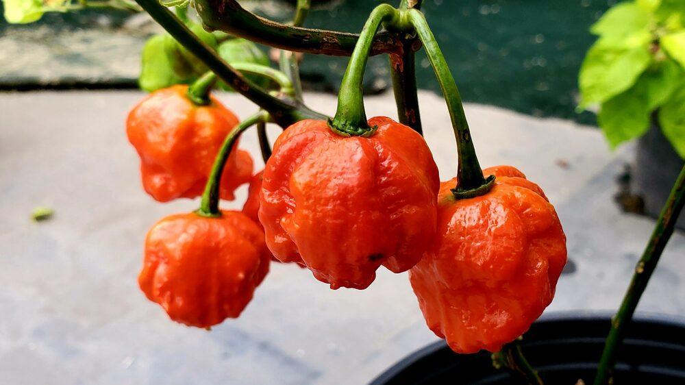 Pilihan Alternatif Habanero untuk Rasa Pedas yang Intens