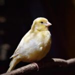 Tips Agar Burung Anda Gacor Dipercaya oleh Penggemar Kicaumania