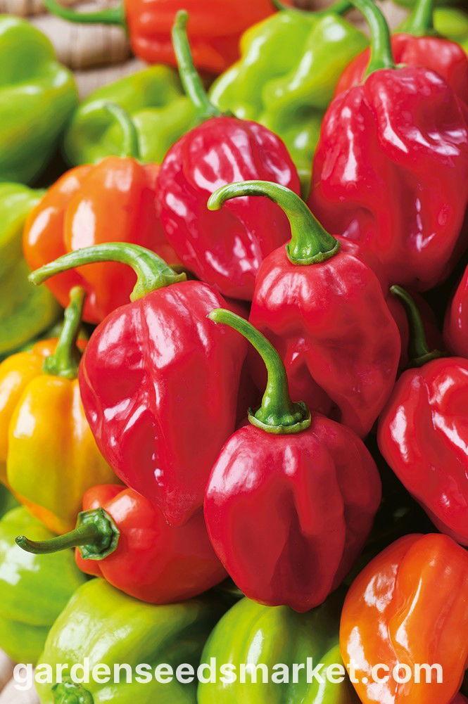 Agen Habanero XL Terbaik di Indonesia