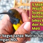 Tips Agar Burung Gacor Rupiah dengan Cepat dan Mudah
