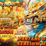 6 Akun Gacor Terbaik untuk Peningkatan Followers Anda