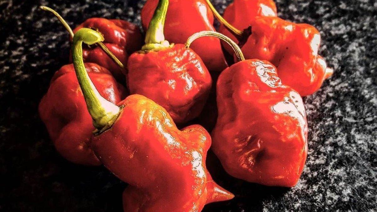 Habanero Resmi: Varian Terbaru dari Cabai Terpedas yang Lagi Hits!