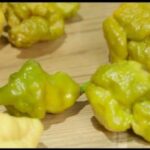 Habanero Resmi: Varian Terbaru dari Cabai Terpedas yang Lagi Hits!