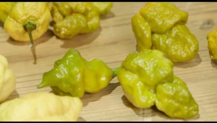 Habanero Resmi: Varian Terbaru dari Cabai Terpedas yang Lagi Hits!